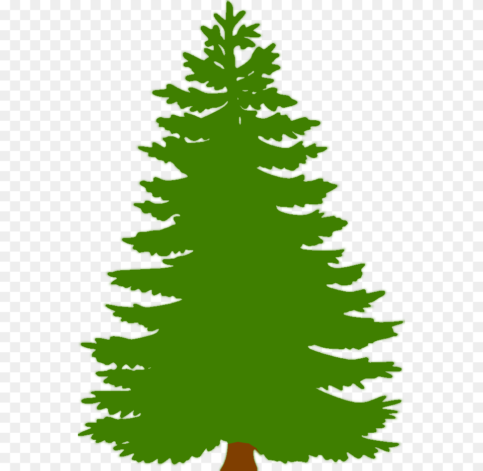 Image, Tree, Plant, Fir, Pine Png