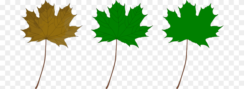 Image, Leaf, Plant, Tree, Maple Leaf Free Png