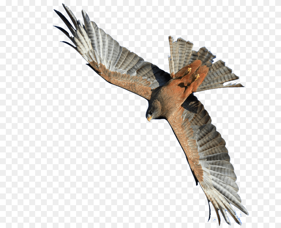 Image, Animal, Bird, Kite Bird, Buzzard Free Png Download