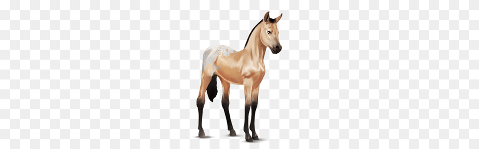 Image, Animal, Colt Horse, Horse, Mammal Png