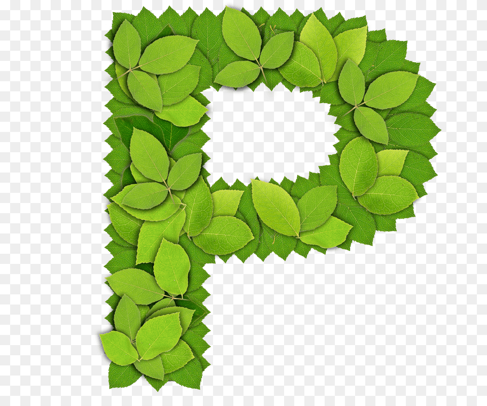 Leaf, Plant, Green, Wreath Png Image
