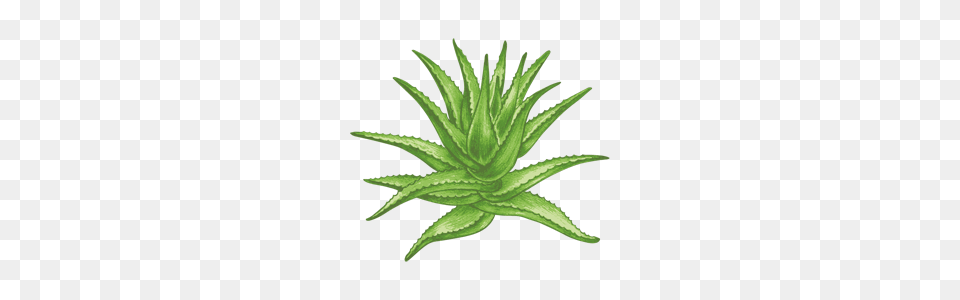 Image, Aloe, Plant, Green Free Png Download