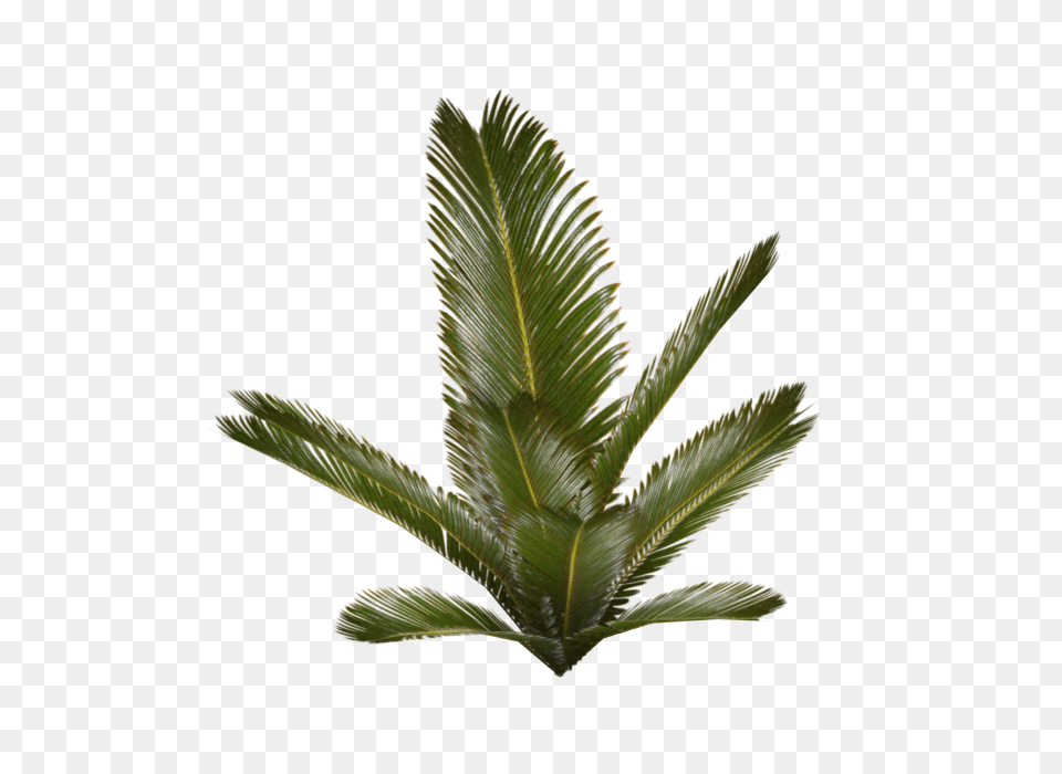 Leaf, Plant Png Image