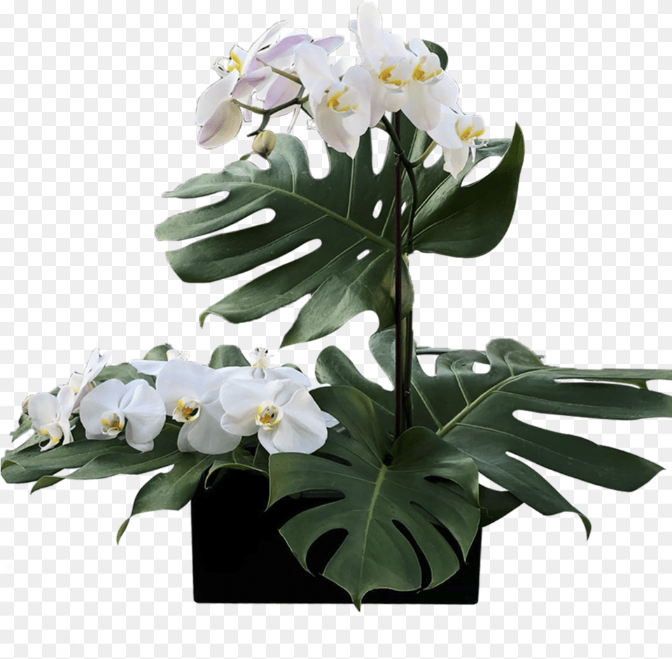 Flower, Flower Arrangement, Plant, Orchid Png Image