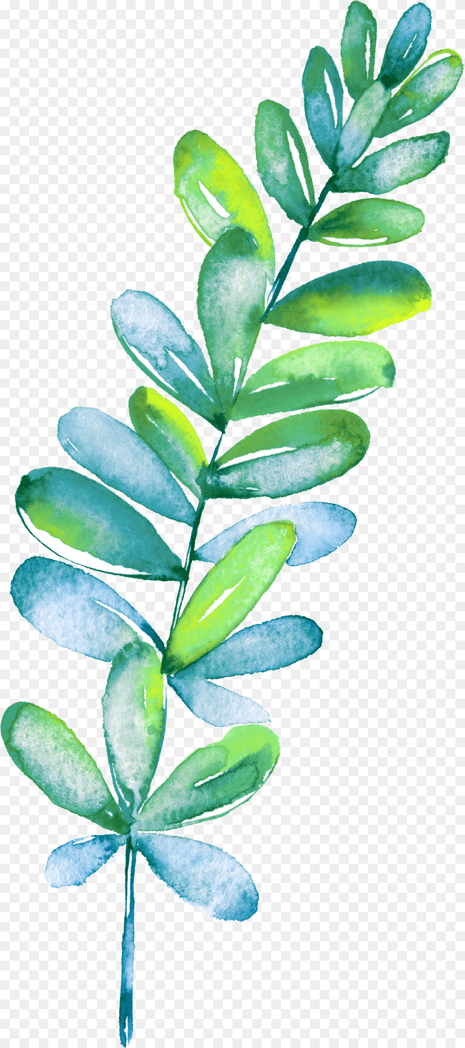 Leaf, Plant, Ice, Tree Png Image