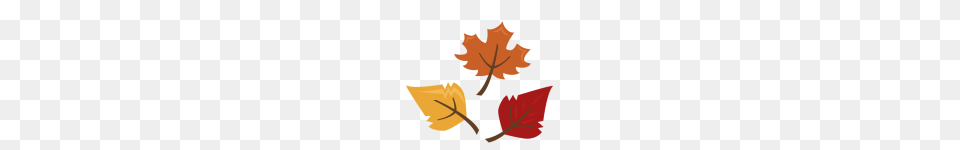 Leaf, Maple Leaf, Plant, Tree Png Image