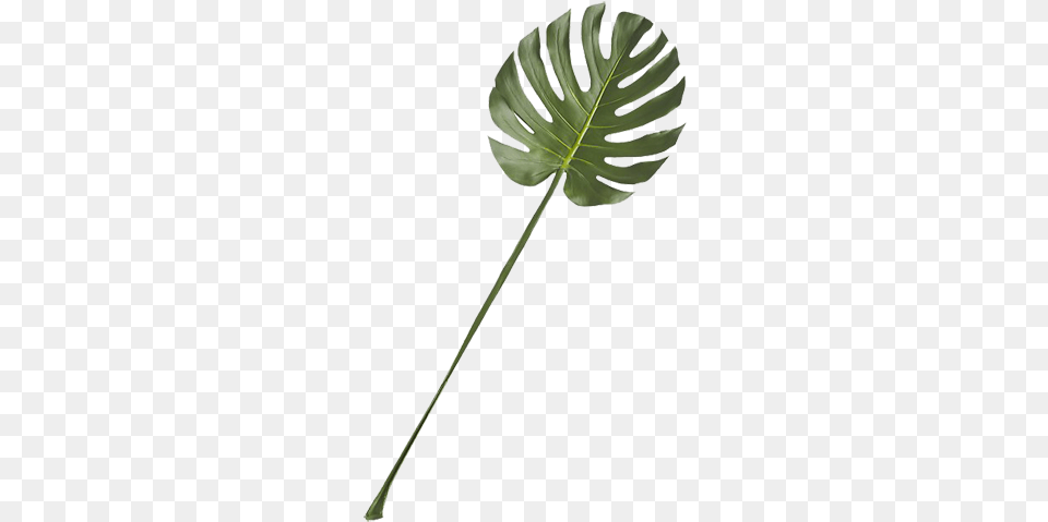 Image, Leaf, Plant, Flower, Fern Png