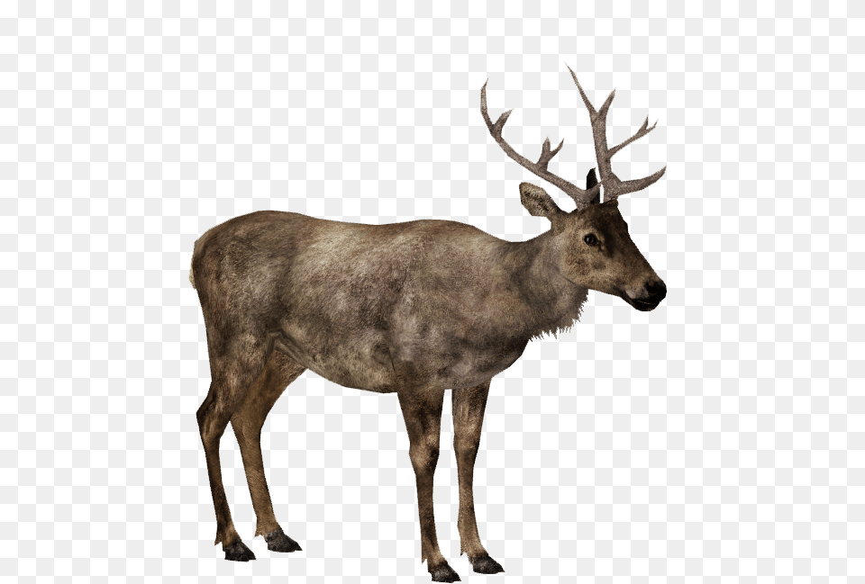 Image, Animal, Deer, Elk, Mammal Free Png Download