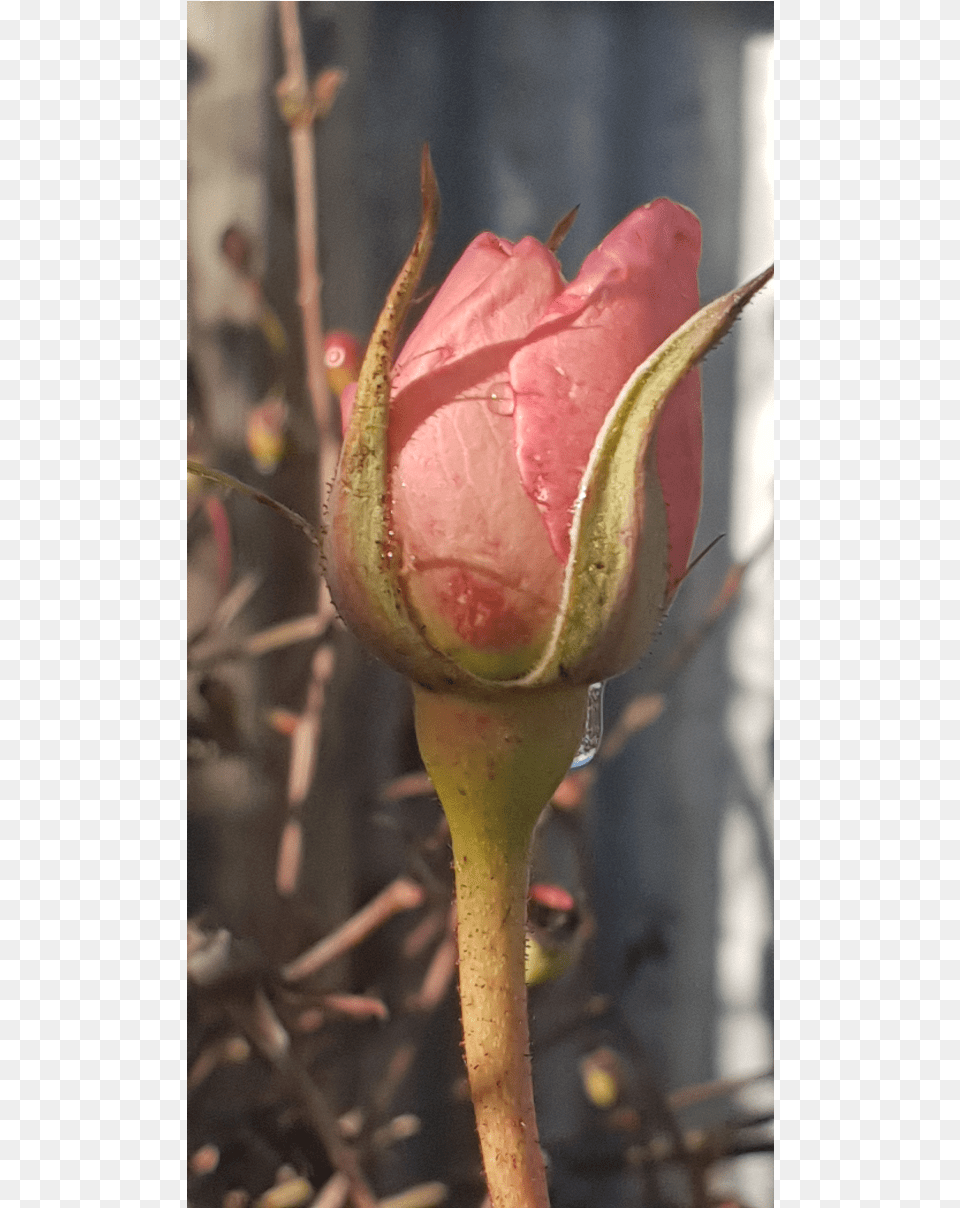 Image, Bud, Flower, Plant, Rose Free Png