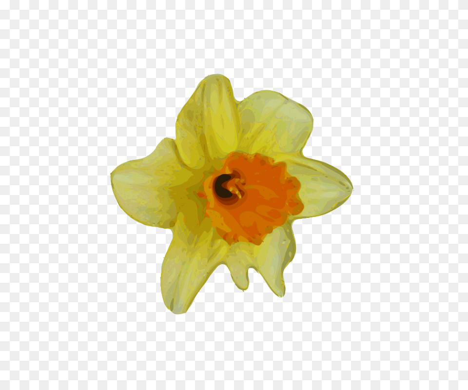 Image, Daffodil, Flower, Plant, Animal Free Transparent Png