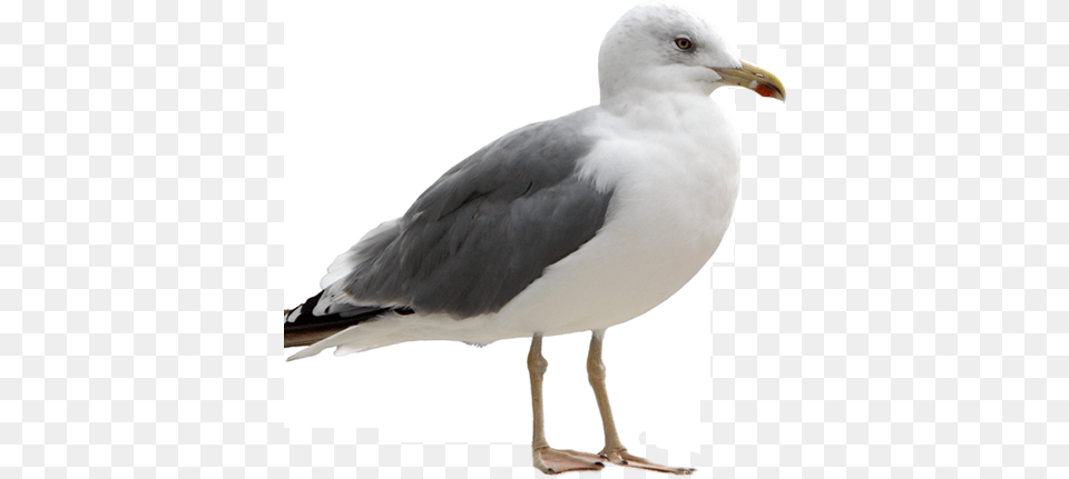 Image, Animal, Beak, Bird, Seagull Free Png Download