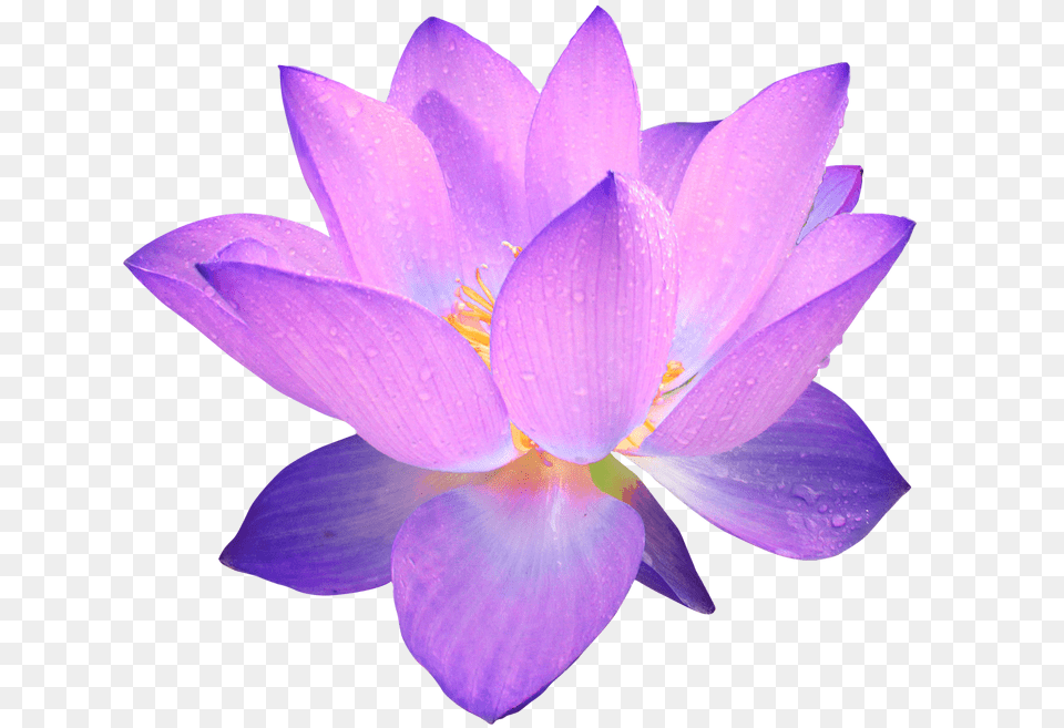 Image, Flower, Petal, Plant, Purple Free Png Download