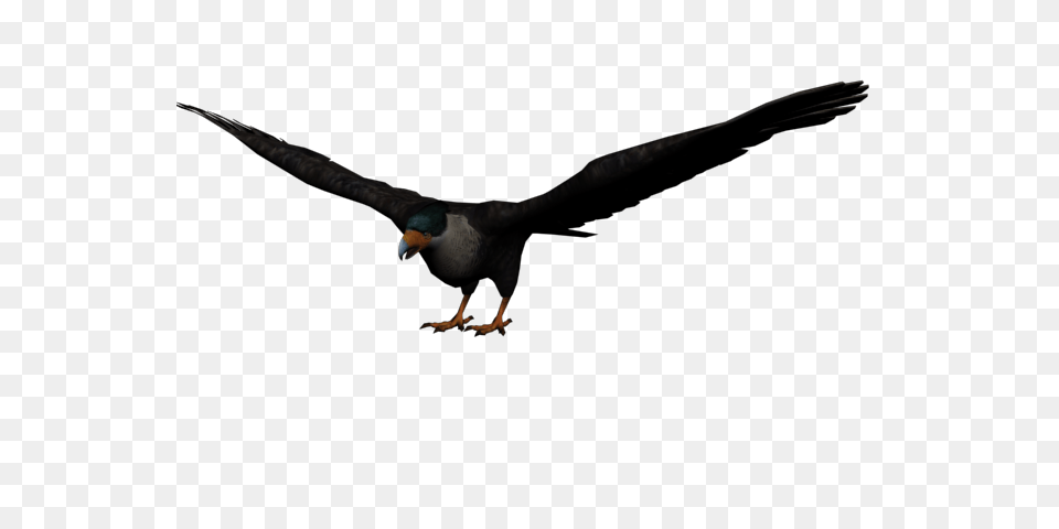 Image, Animal, Beak, Bird, Flying Free Png Download