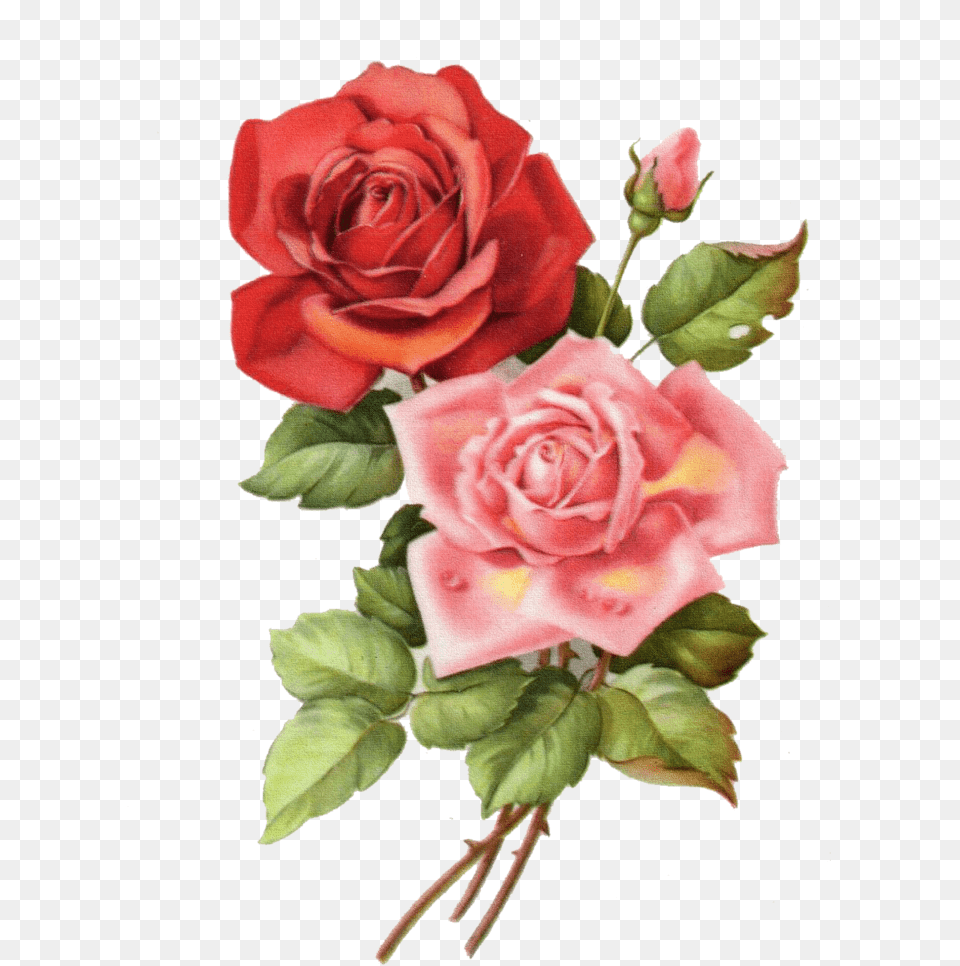 Flower, Plant, Rose, Flower Arrangement Png Image