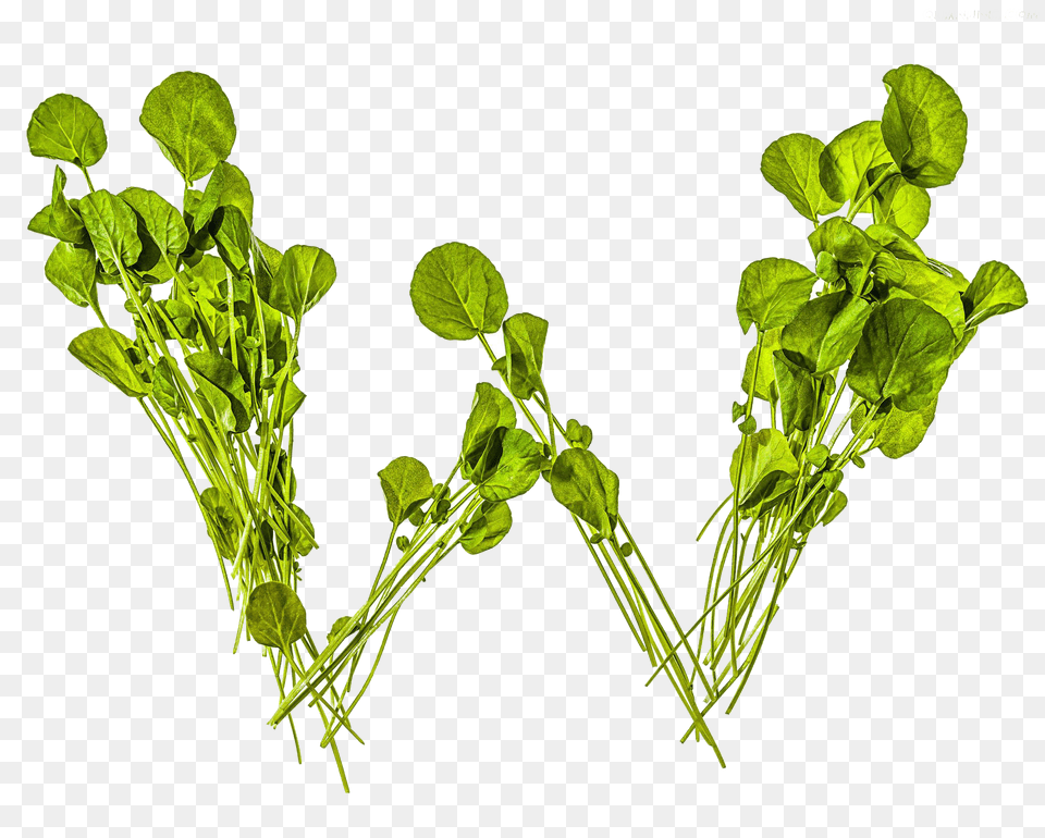 Image, Plant, Food, Produce, Leafy Green Vegetable Free Png Download
