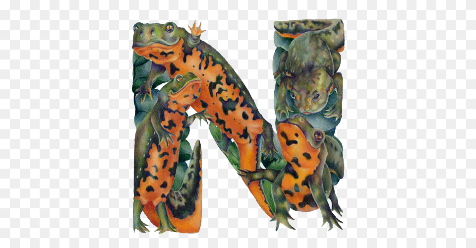 Animal, Lizard, Reptile, Wildlife Png Image