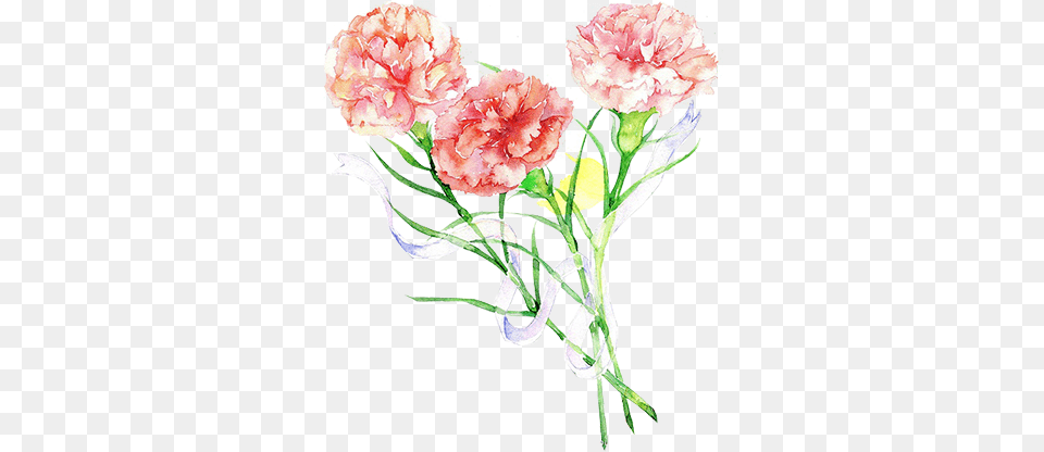 Carnation, Flower, Plant Png Image