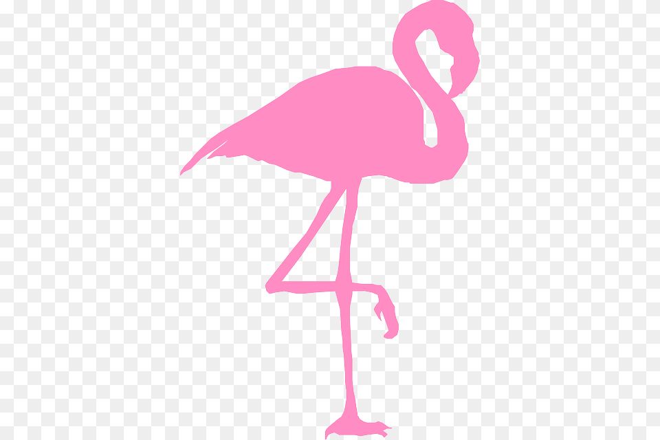 Image, Animal, Bird, Flamingo, Person Free Png Download