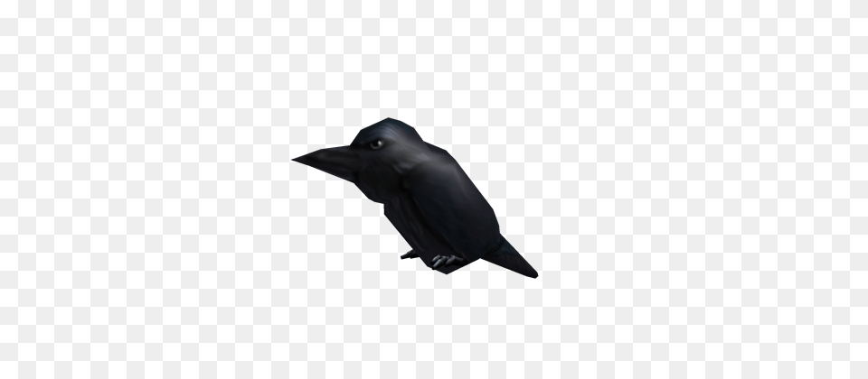 Image, Animal, Bird, Blackbird, Crow Png