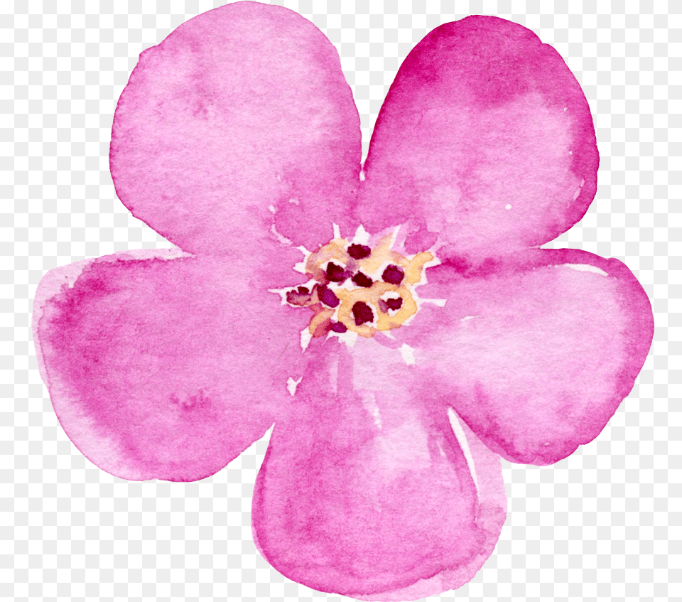 Image, Anther, Flower, Geranium, Petal Free Png Download