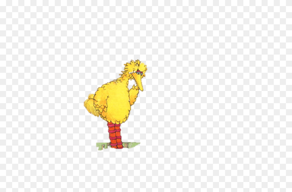 Animal, Bird Png Image