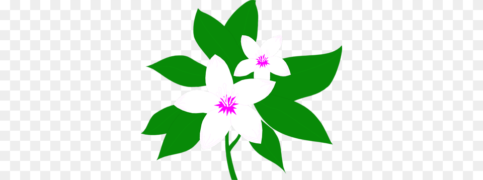 Image, Anemone, Flower, Leaf, Plant Free Png Download