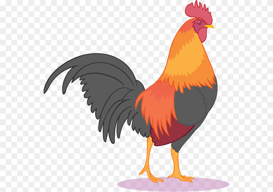 Image, Animal, Bird, Chicken, Fowl Free Png Download