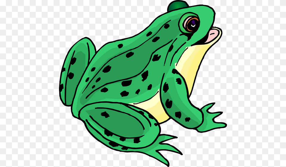 Image, Amphibian, Animal, Frog, Wildlife Free Png