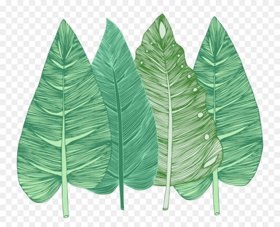 Leaf, Plant, Tobacco Png Image