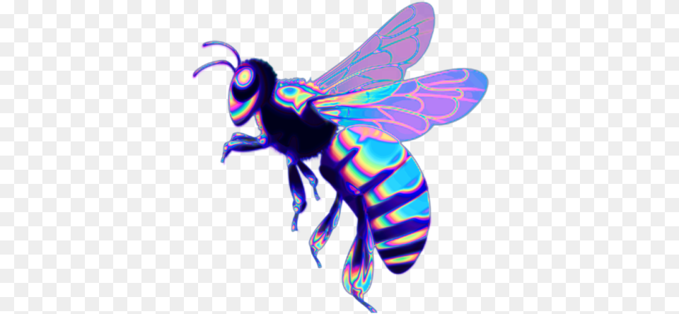 Animal, Bee, Insect, Invertebrate Png Image