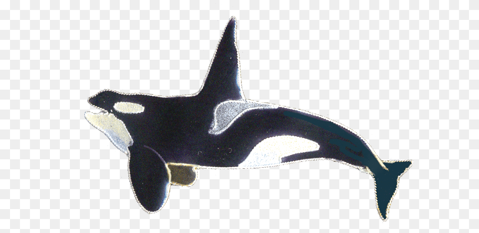 Animal, Sea Life, Mammal, Orca Png Image