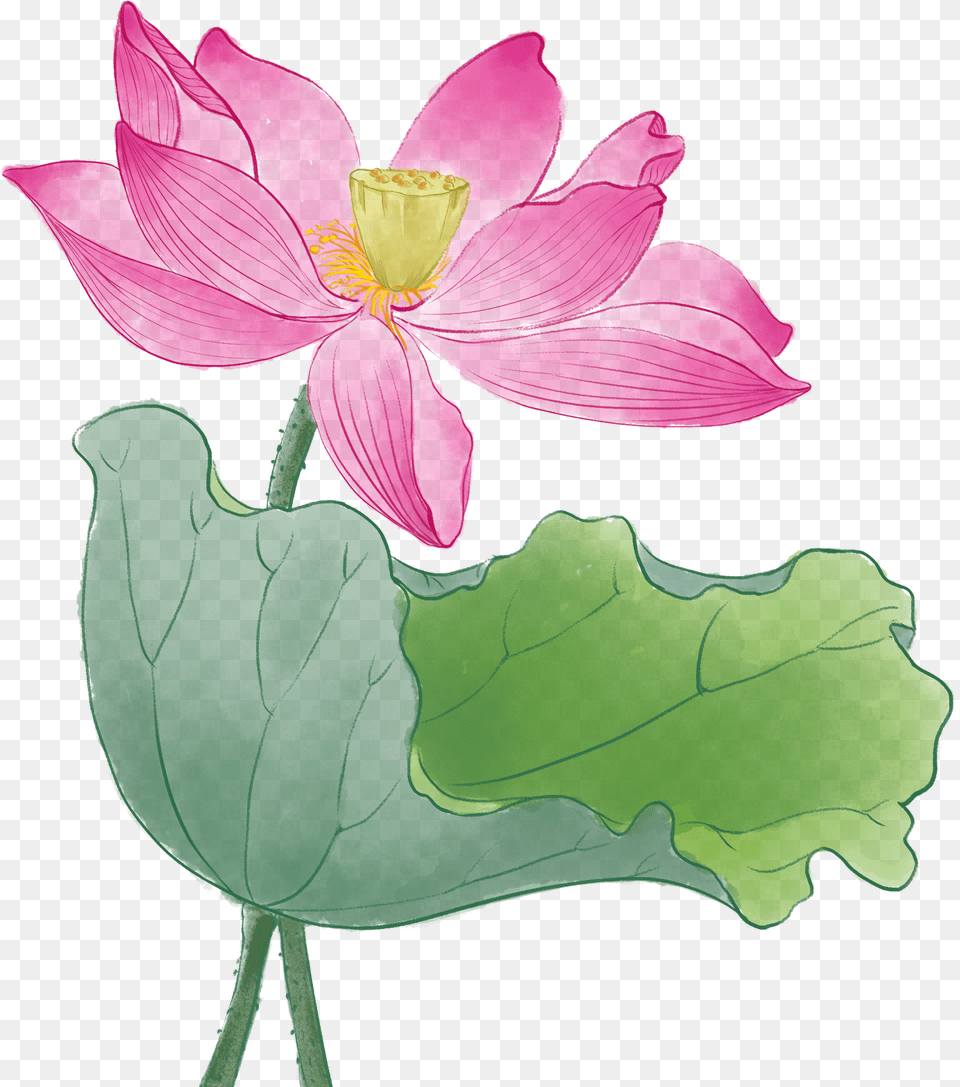 Image, Anemone, Anther, Flower, Geranium Free Png