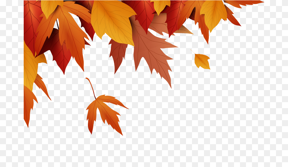 Image, Leaf, Plant, Tree, Maple Free Png