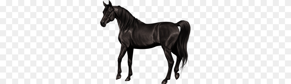 Image, Andalusian Horse, Animal, Horse, Mammal Free Transparent Png