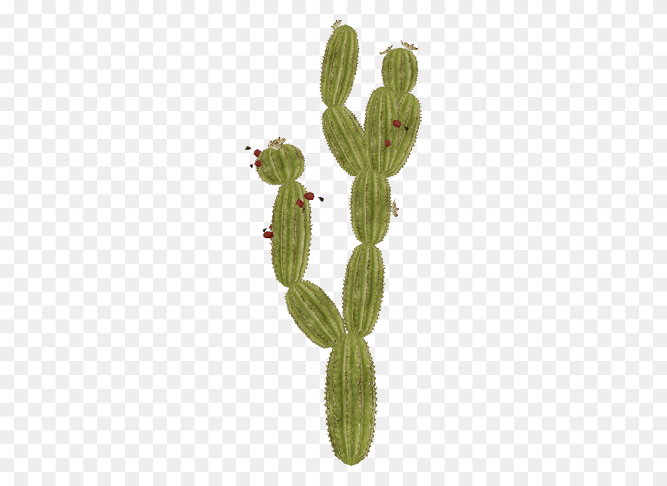 Plant, Cactus Png Image