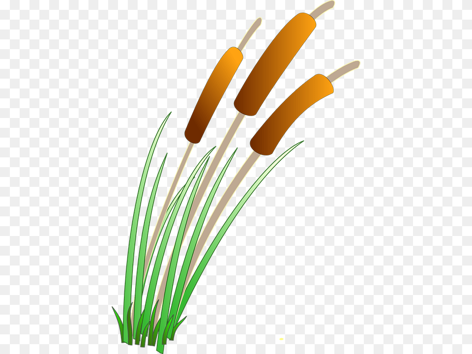Image, Plant, Reed, Anther, Flower Free Transparent Png