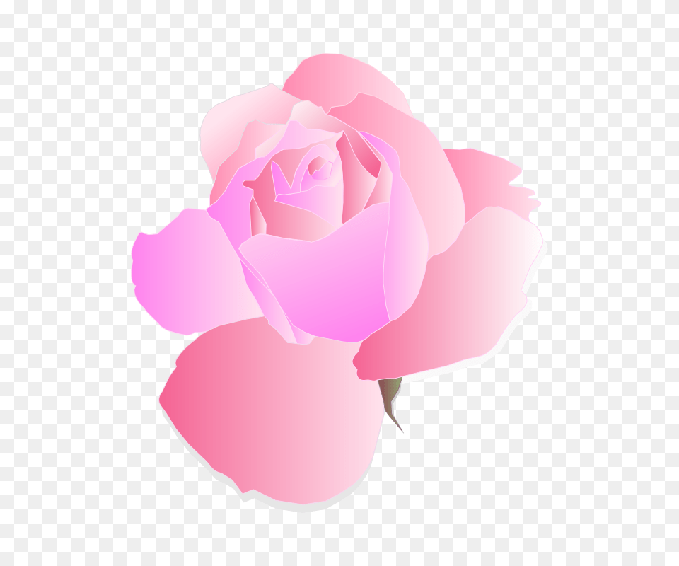 Image, Flower, Petal, Plant, Rose Free Png