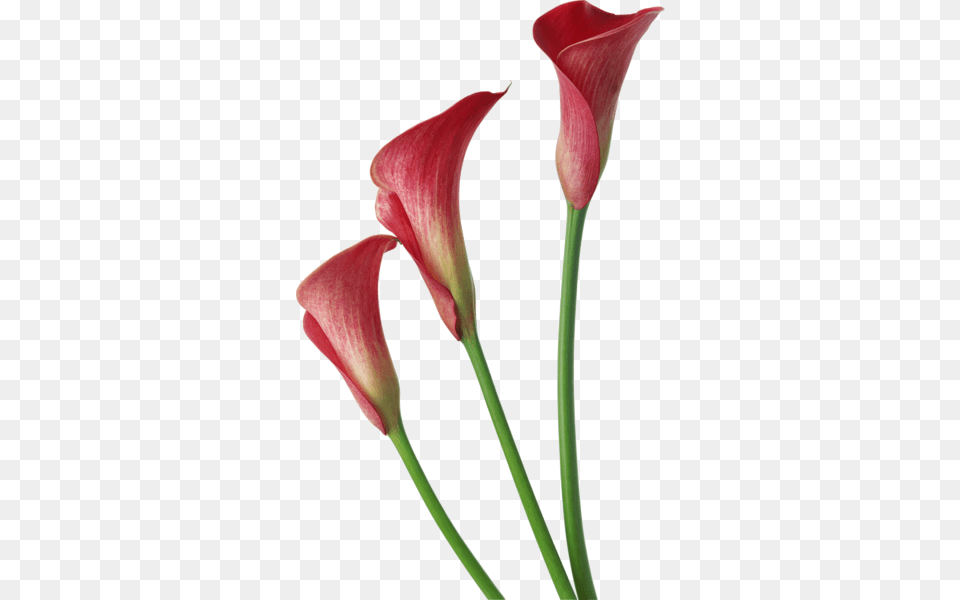 Image, Flower, Petal, Plant Free Transparent Png