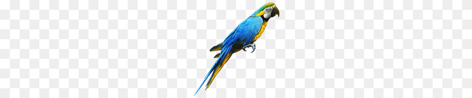 Image, Animal, Bird, Macaw, Parrot Free Png Download