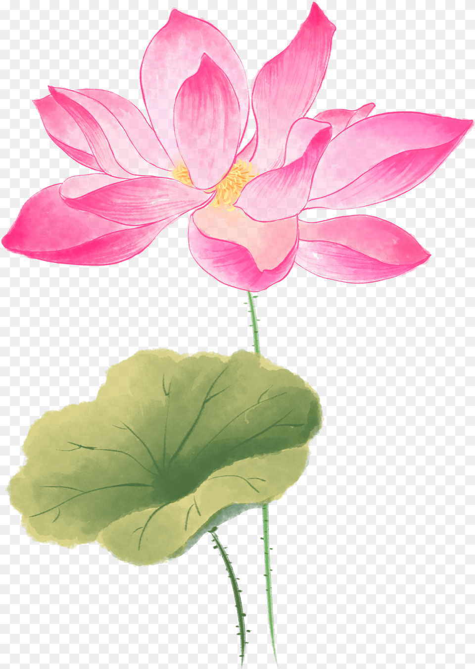Image, Flower, Geranium, Petal, Plant Free Png