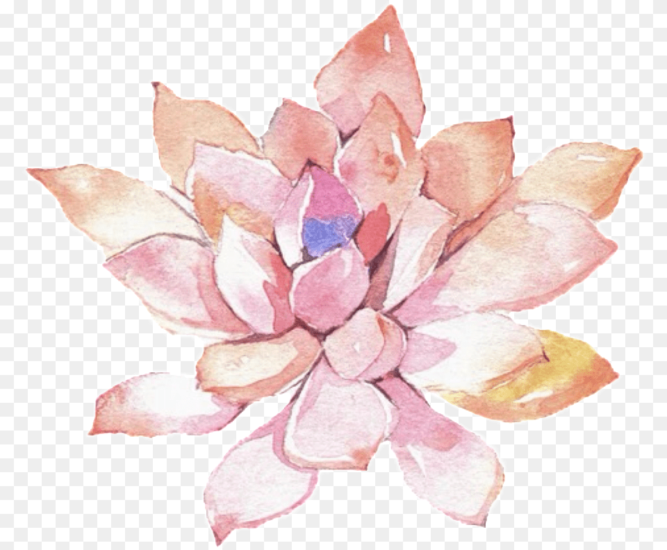 Image, Flower, Petal, Plant, Dahlia Free Png Download