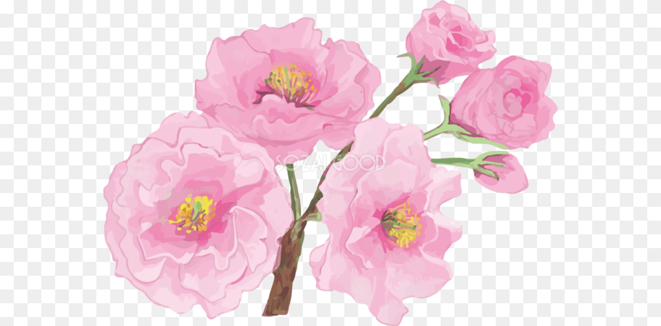 Flower, Plant, Petal, Rose Png Image