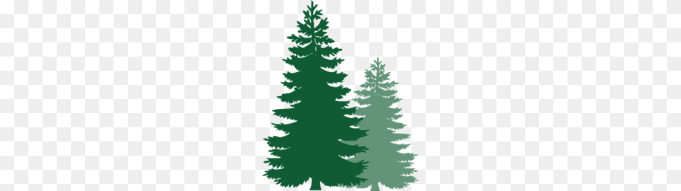 Fir, Pine, Plant, Tree Png Image