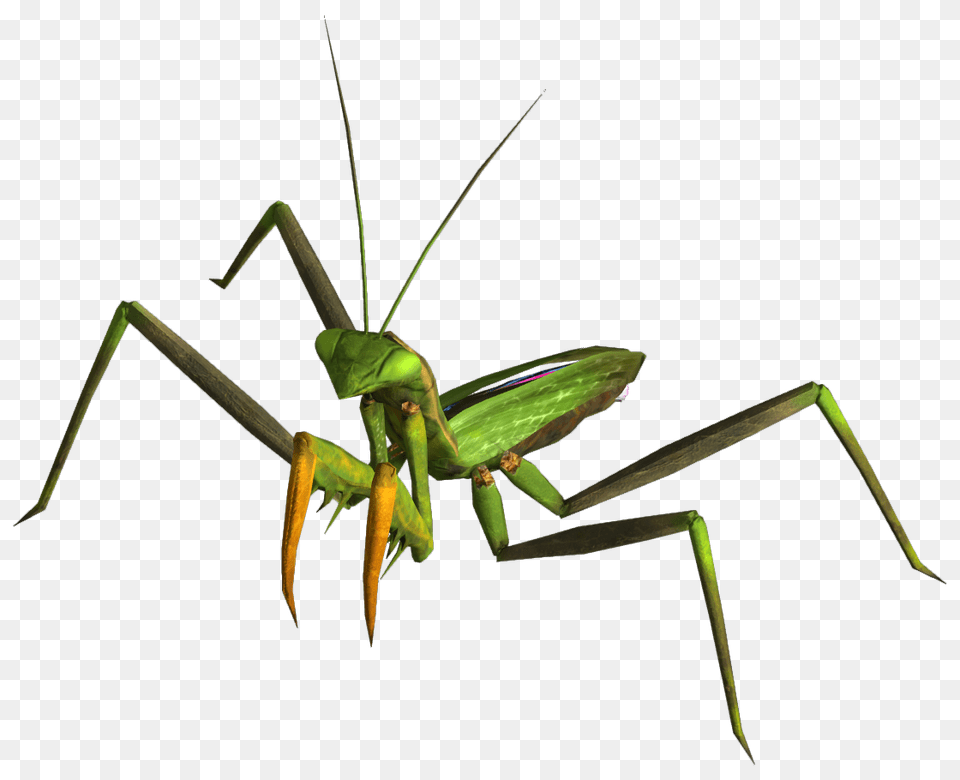 Animal, Insect, Invertebrate, Mantis Png Image