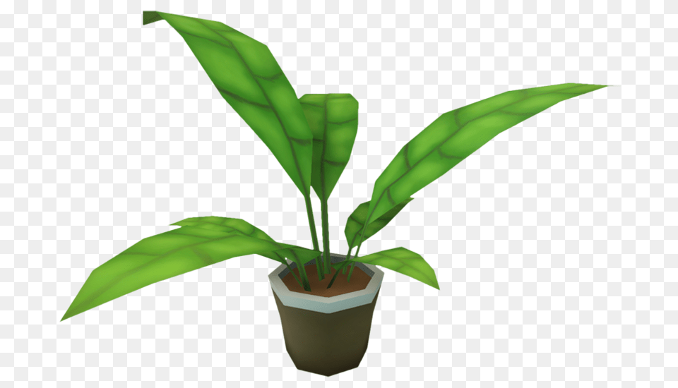 Image, Leaf, Plant, Tree, Fern Free Transparent Png
