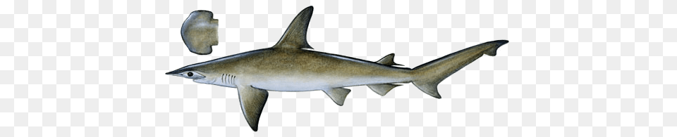 Image, Animal, Fish, Sea Life, Shark Free Png