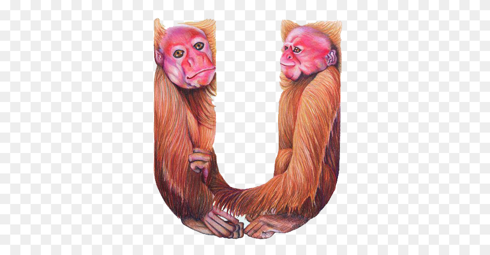 Image, Animal, Mammal, Monkey, Wildlife Png