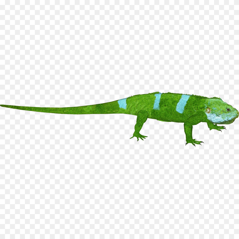 Image, Animal, Lizard, Reptile, Gecko Free Transparent Png