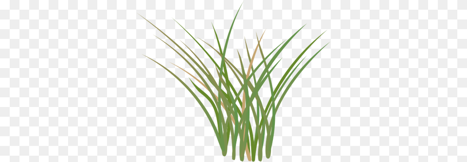 Image, Grass, Plant, Food, Produce Free Png Download