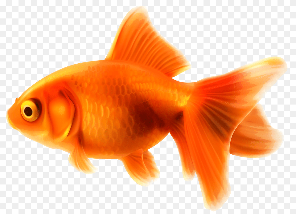 Image, Animal, Fish, Sea Life, Goldfish Free Png Download